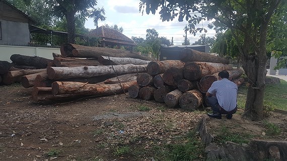 Đối tượng Phượng Râu cầm đầu đường dây phá rừng quy mô lớn tại Đắk Nông