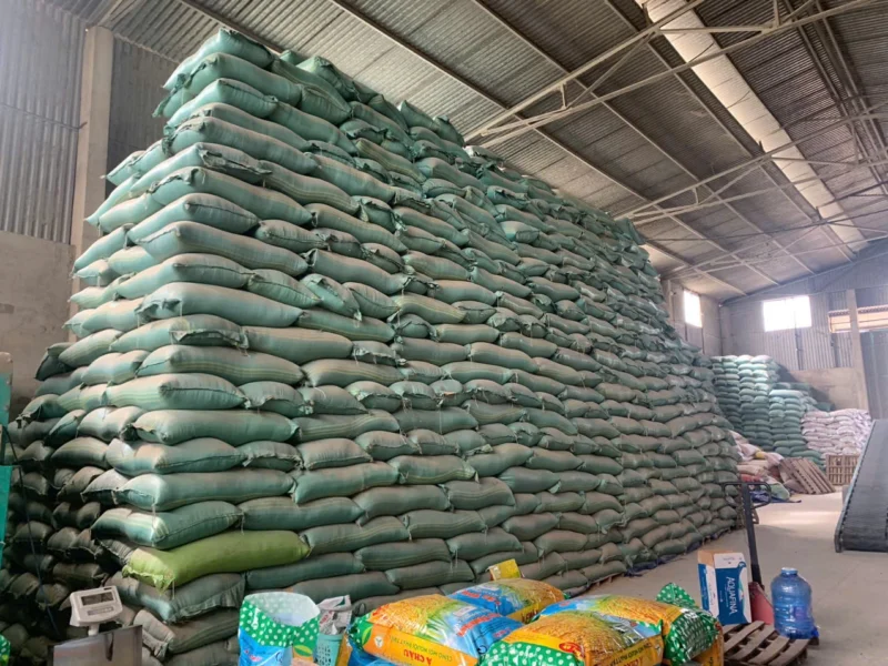 Lúa giống ST24 và ST25 giả do Nguyễn Huy Vũ sản xuất Lúa giống ST24 và ST25 giả do Nguyễn Huy Vũ sản xuất